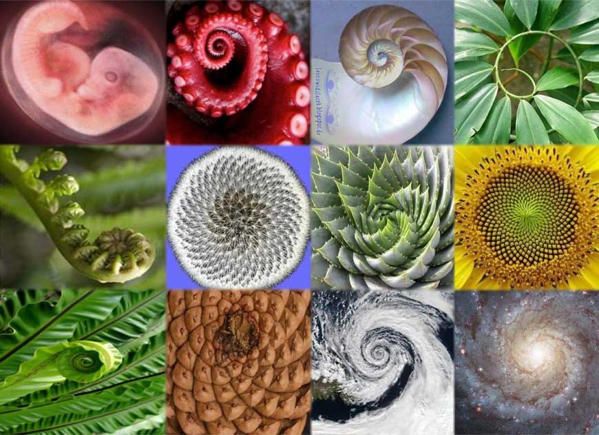 Fibonacci Sequence in nature